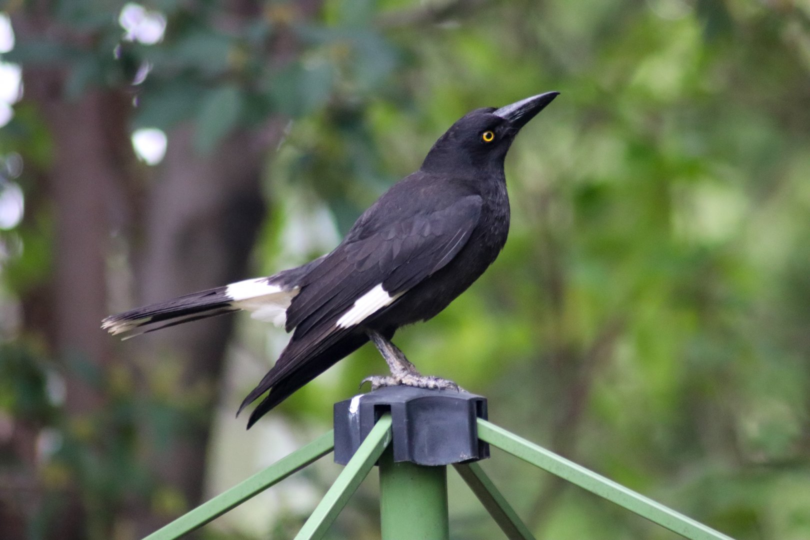 Pied Currawong (Strepera graculina)