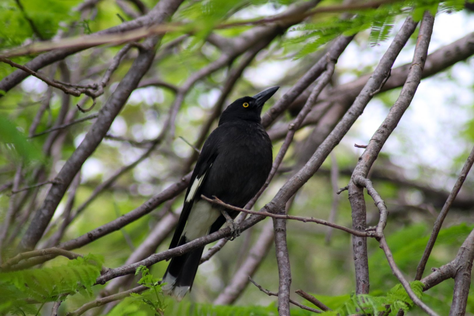 Pied Currawong (Strepera graculina)