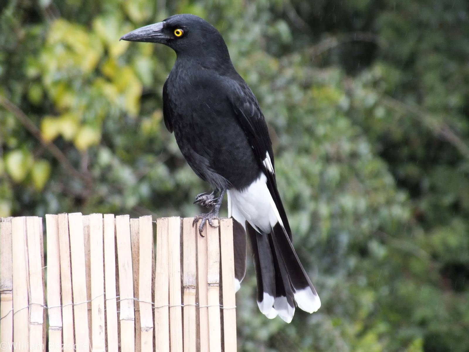 Pied Currawong With Injured Foot - Lamington National Park