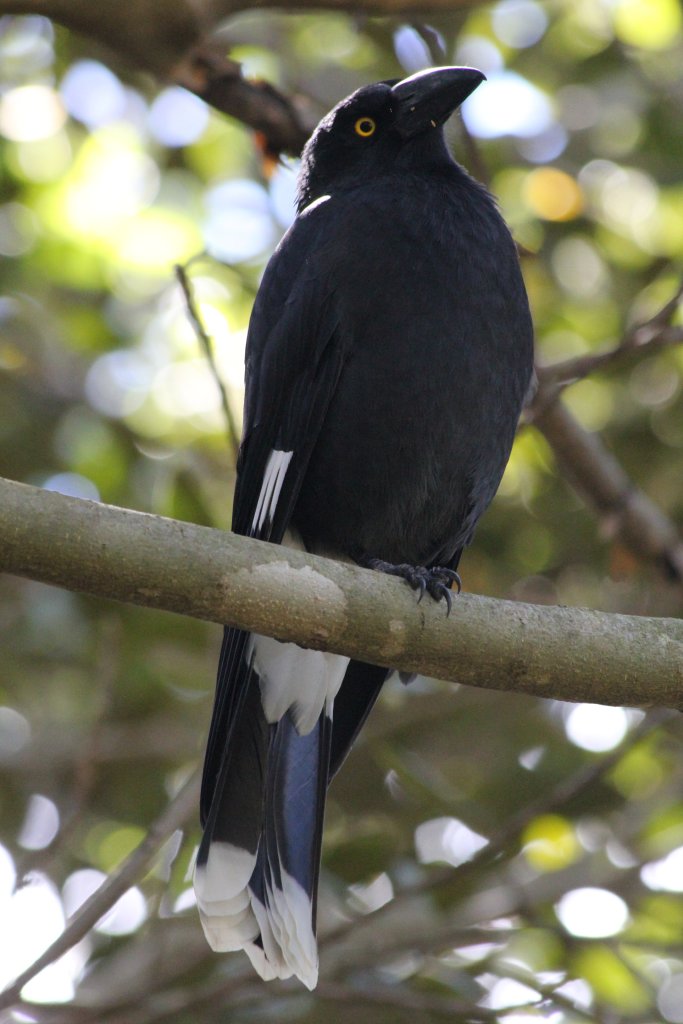 Pied Currawong