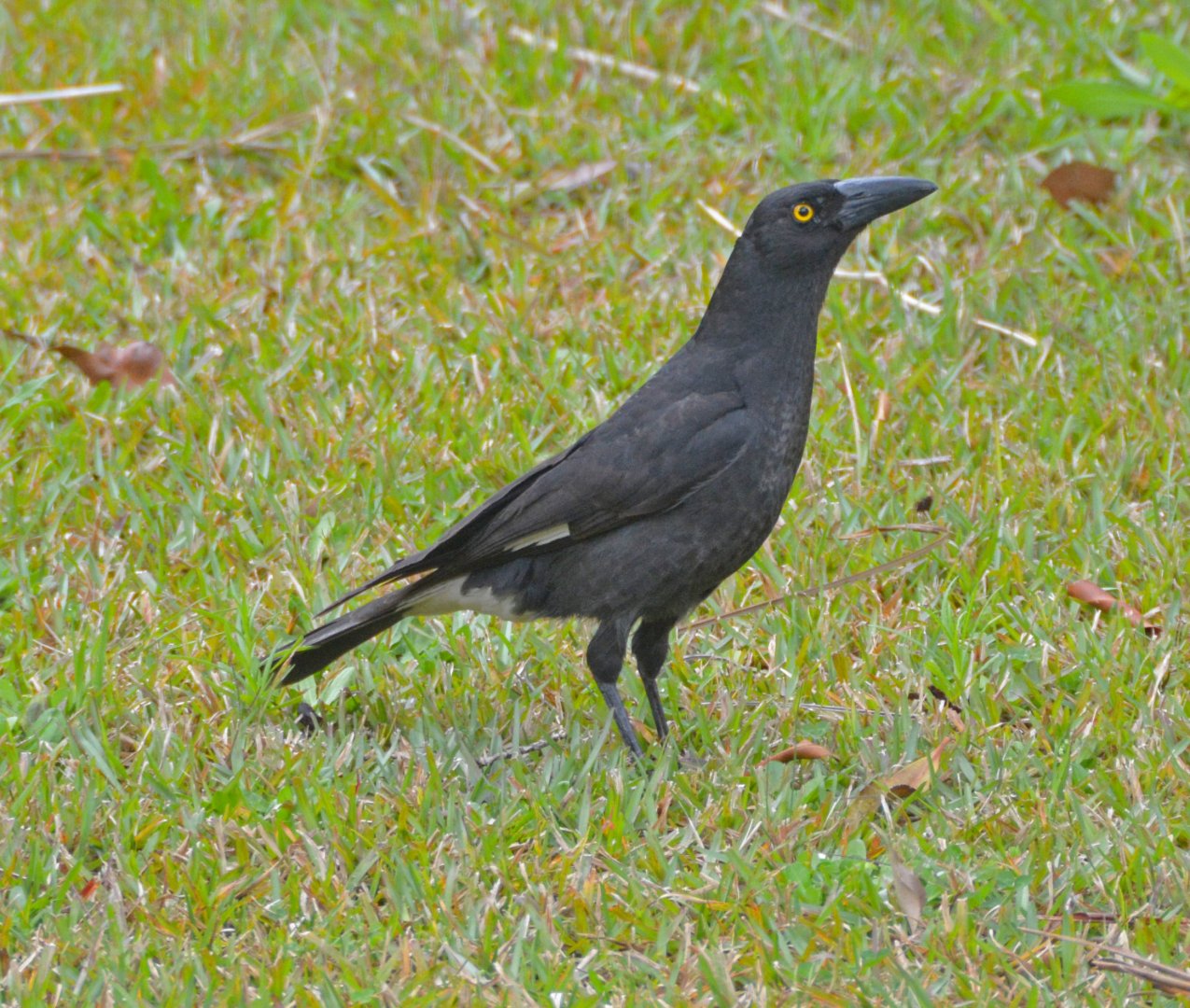 Pied currawong