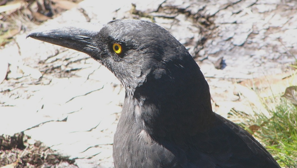 Pied currawong