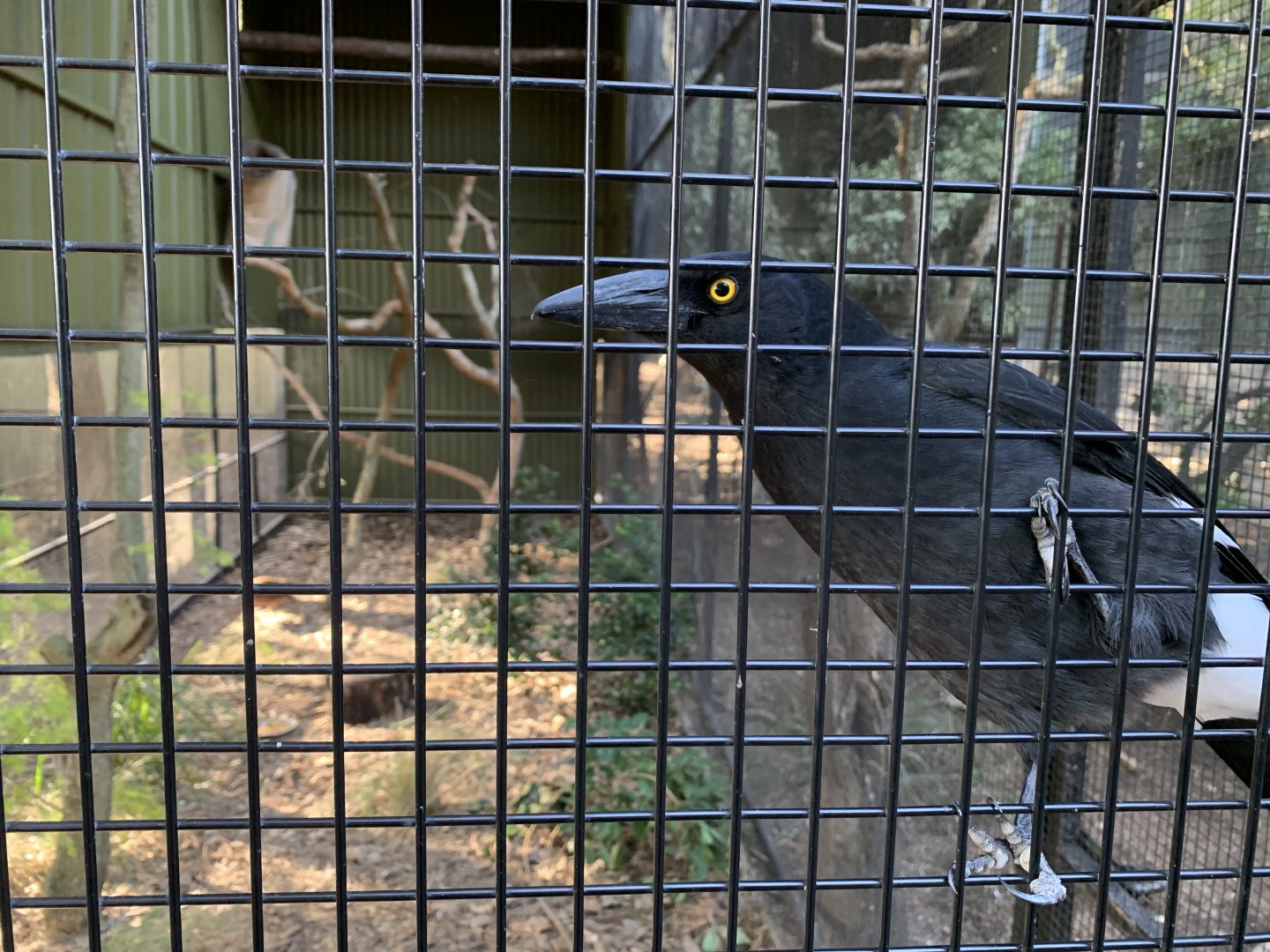 Pied Currawong