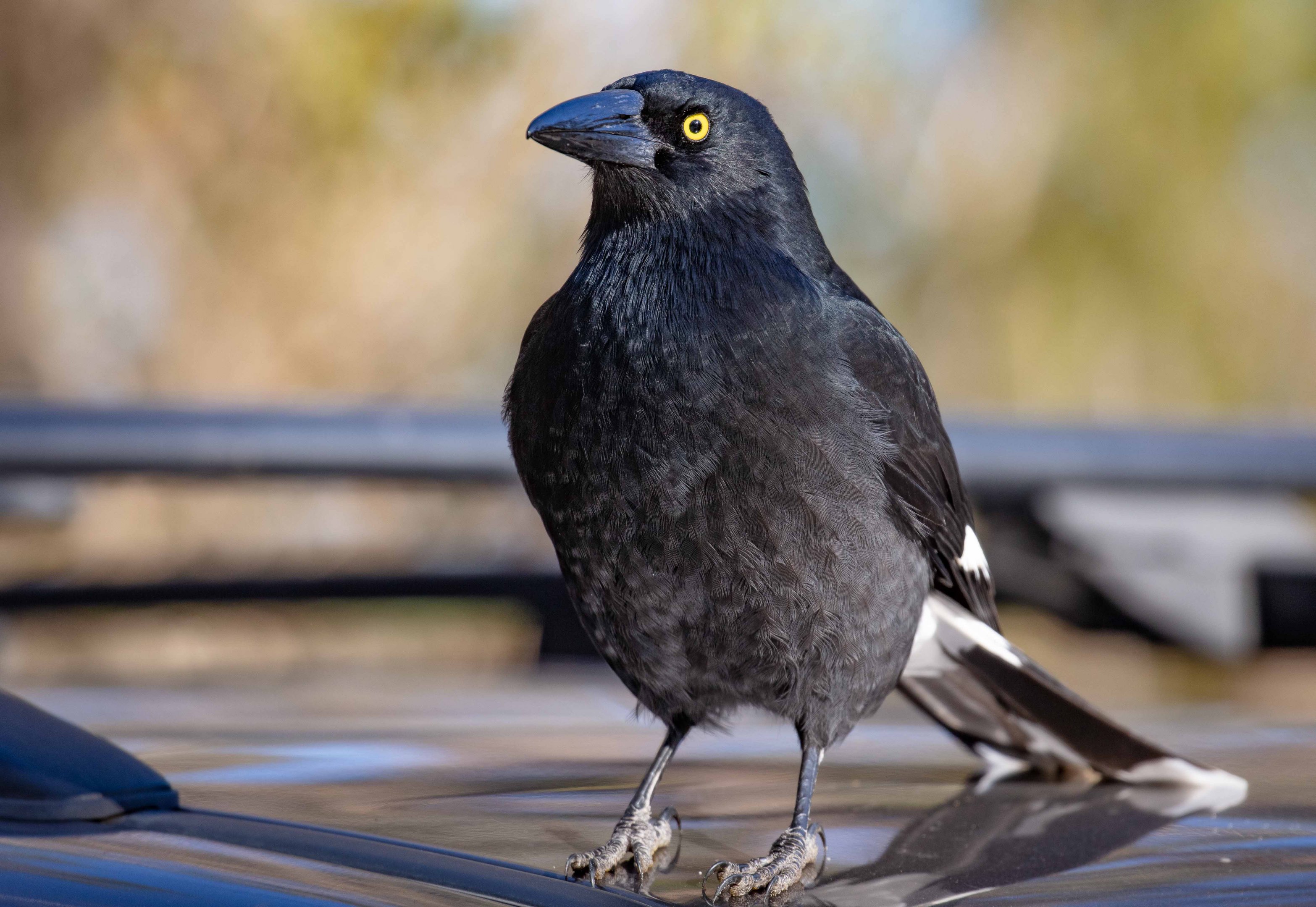Pied Currawong