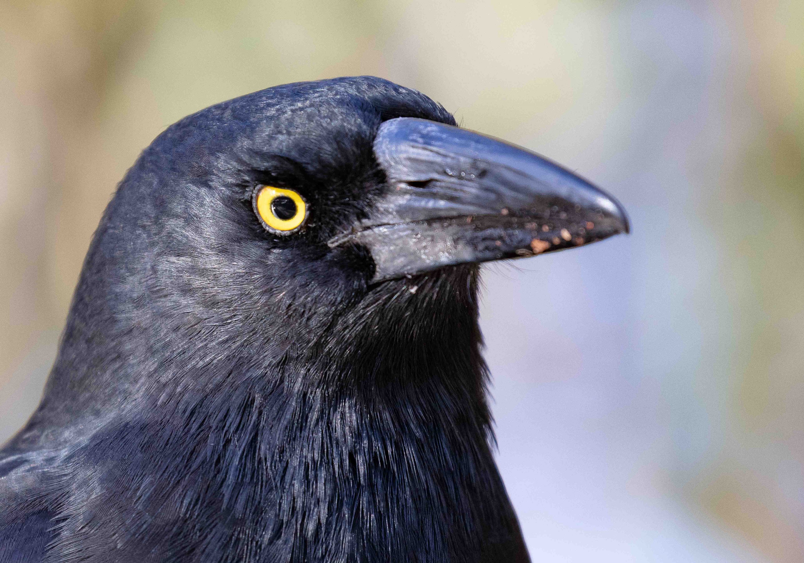 Pied Currawong