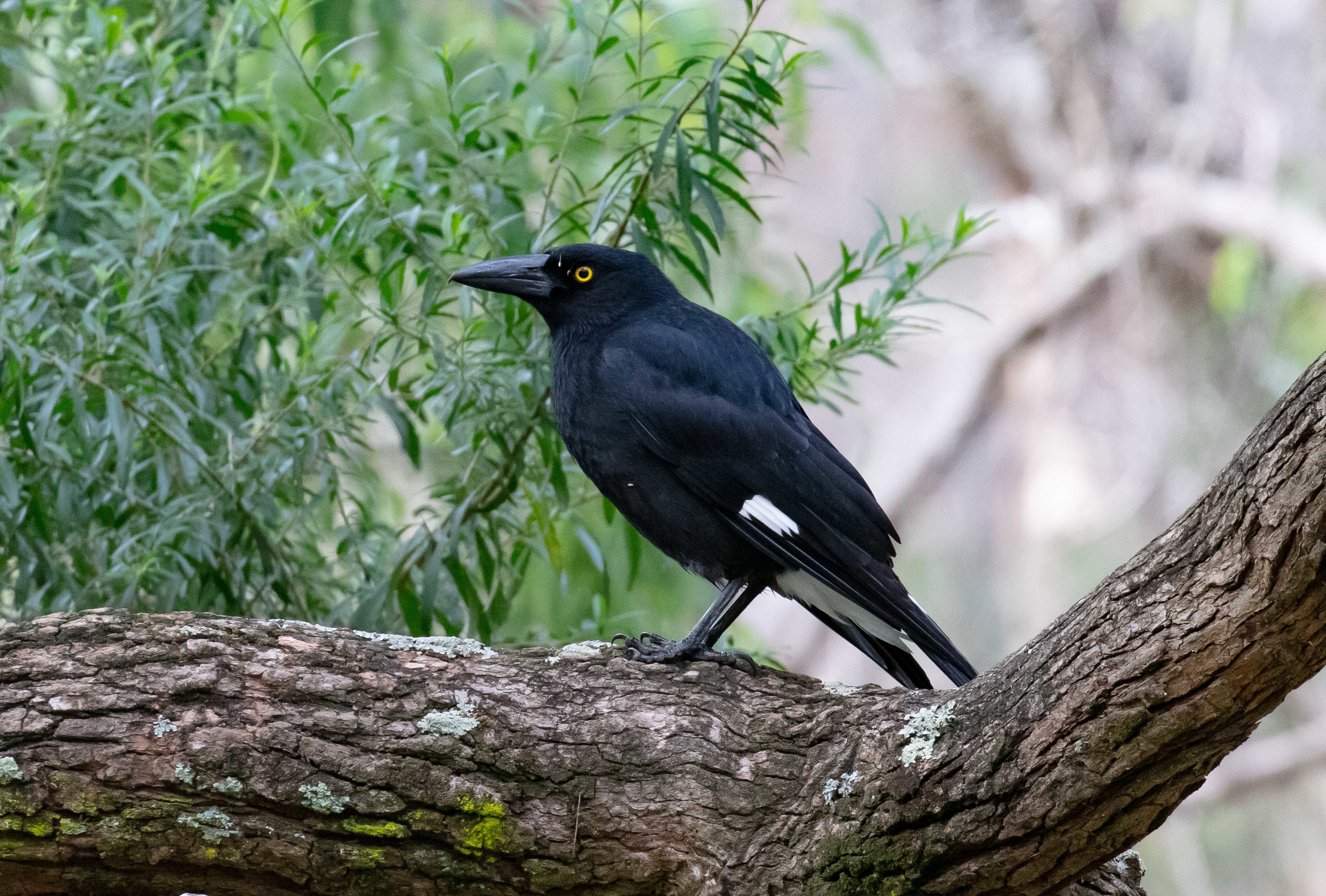 Pied Currawong