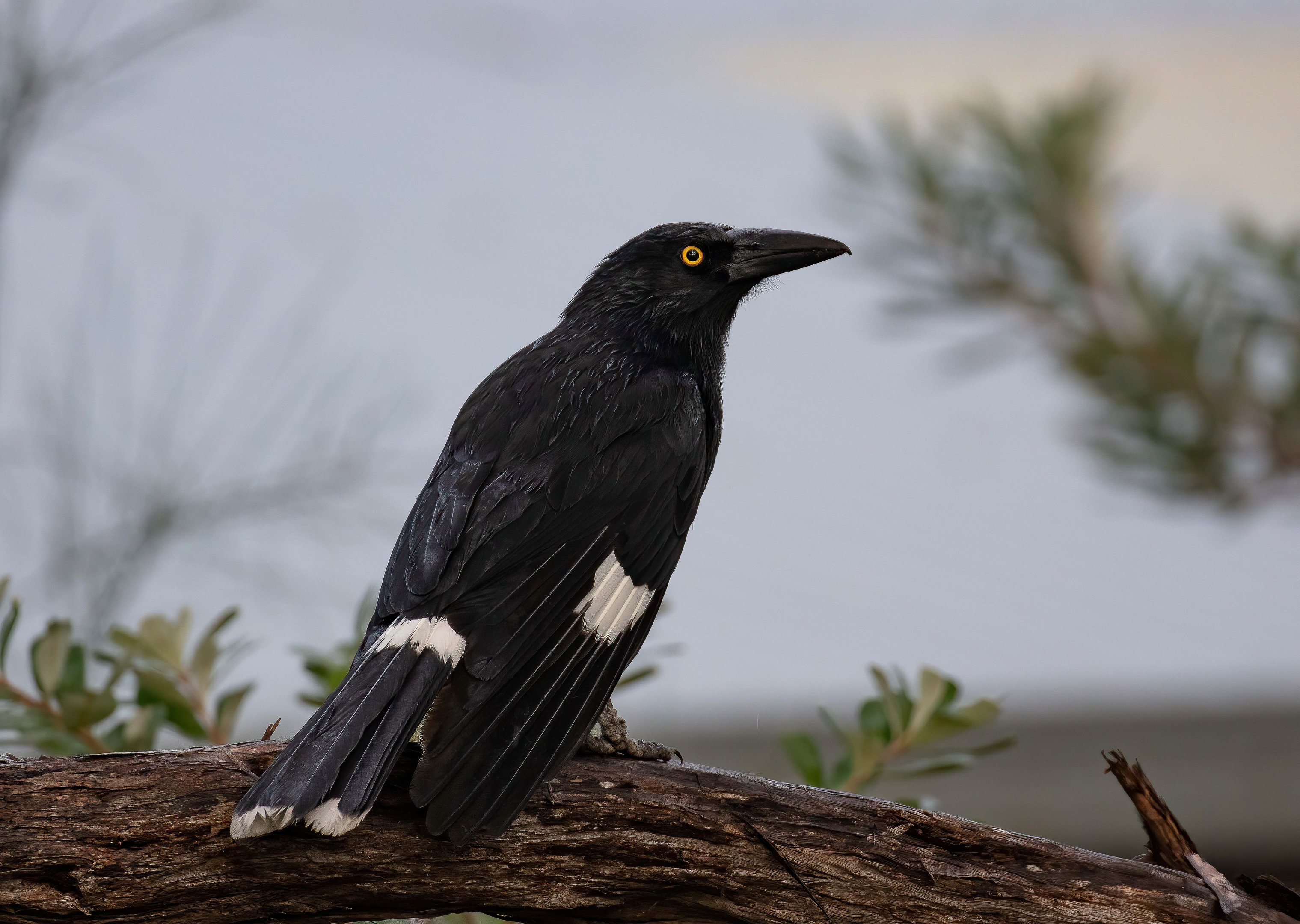 Pied Currawong