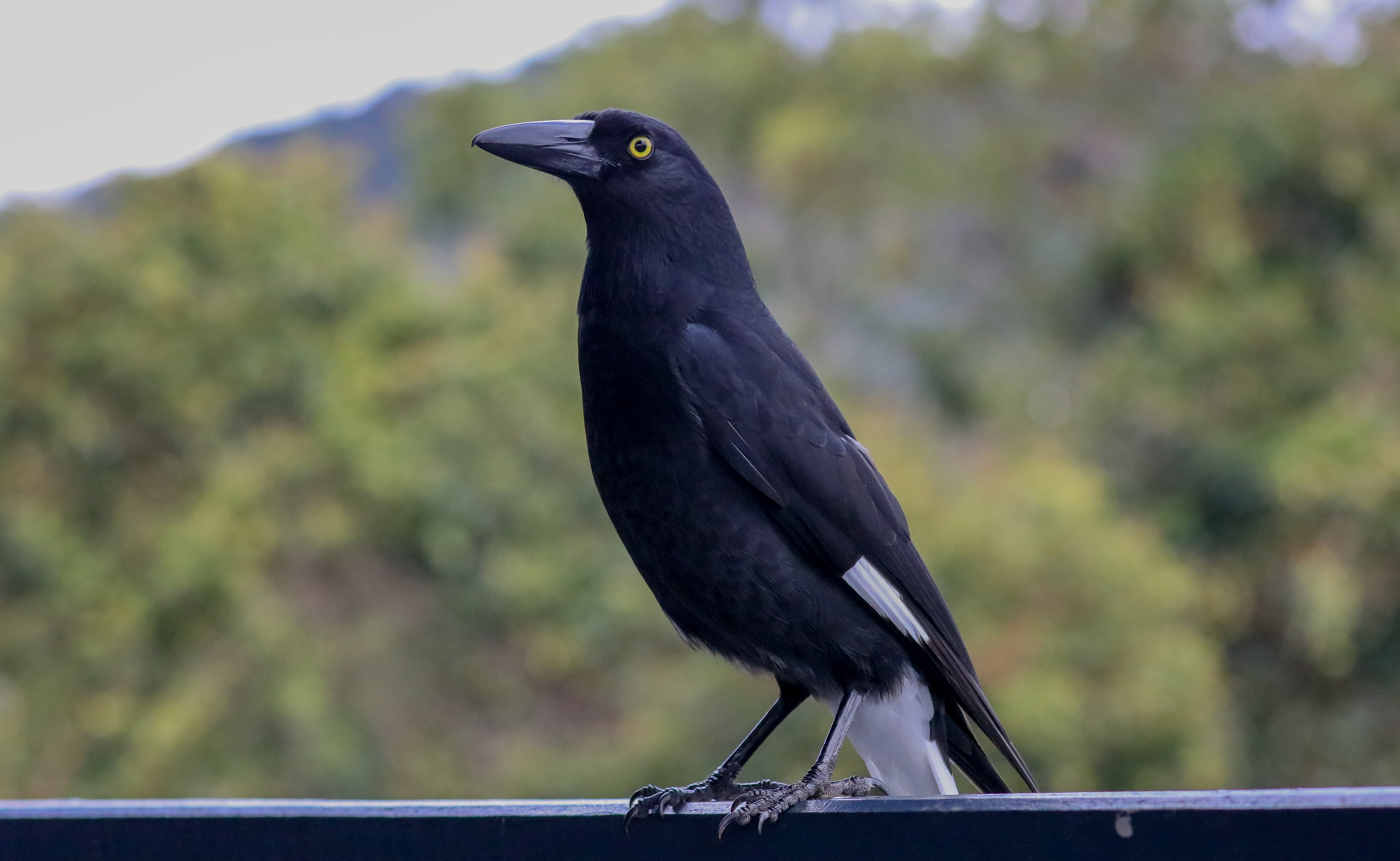 Pied Currawong