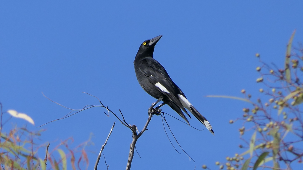 Pied Currawong