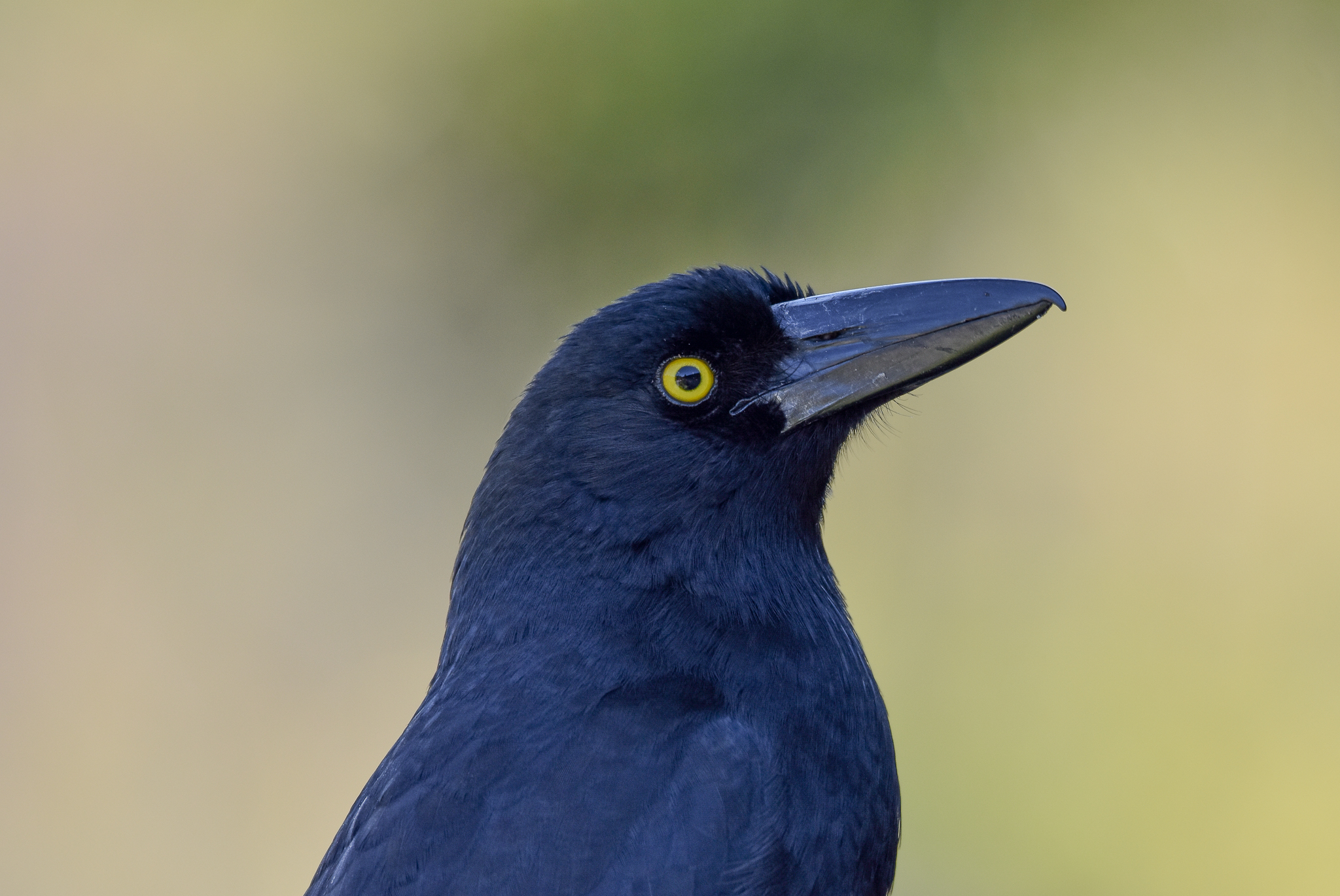 Pied Currawong