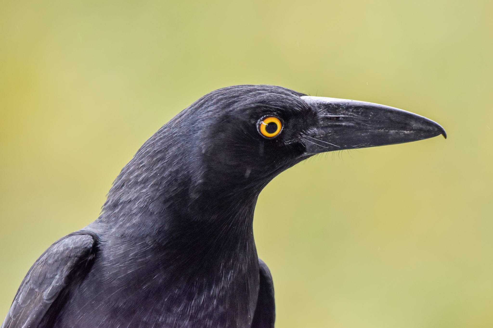 Pied Currawong