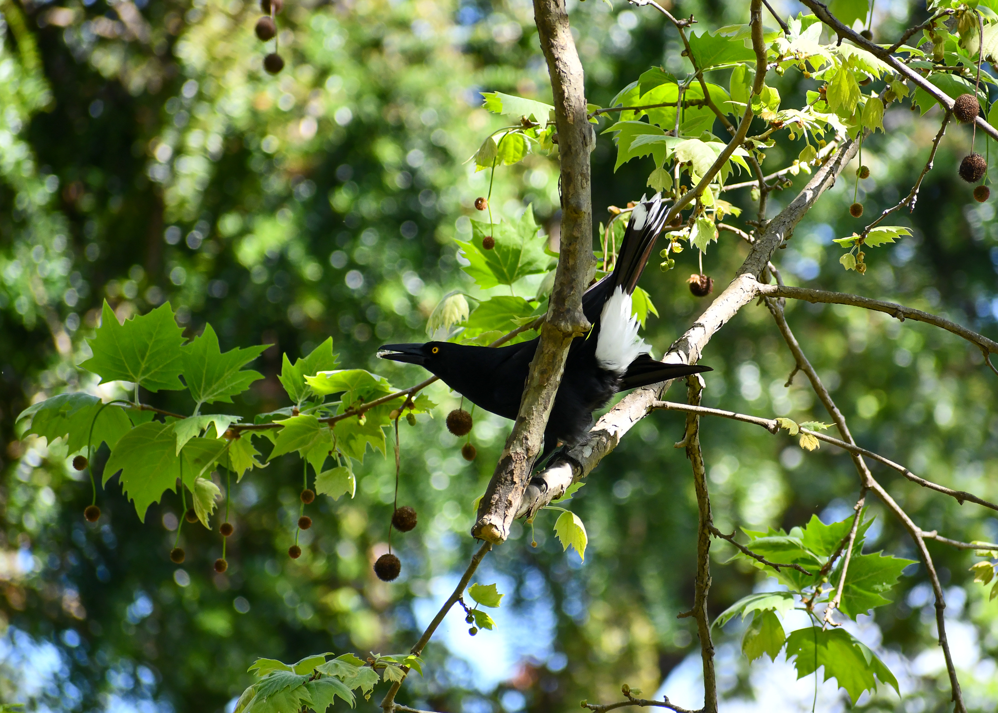 Pied Currawong