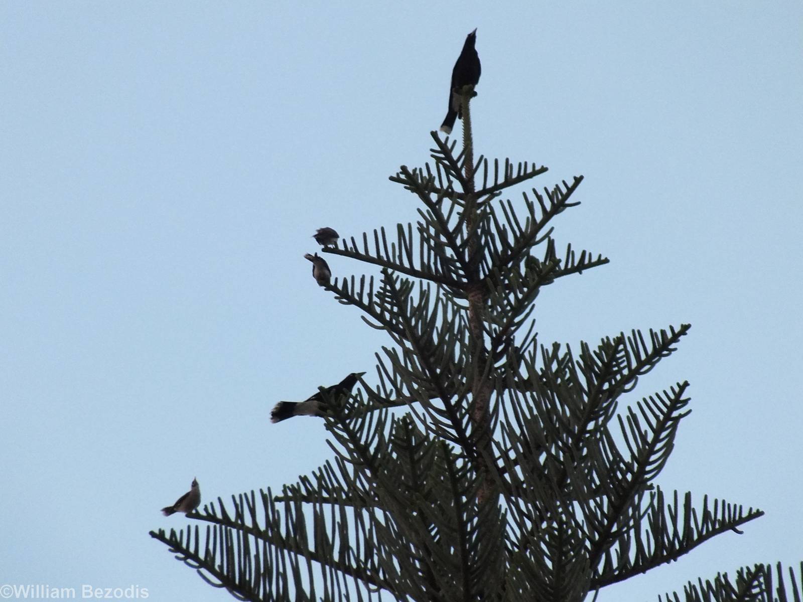 Pied Currawongs and Noisy Miners
