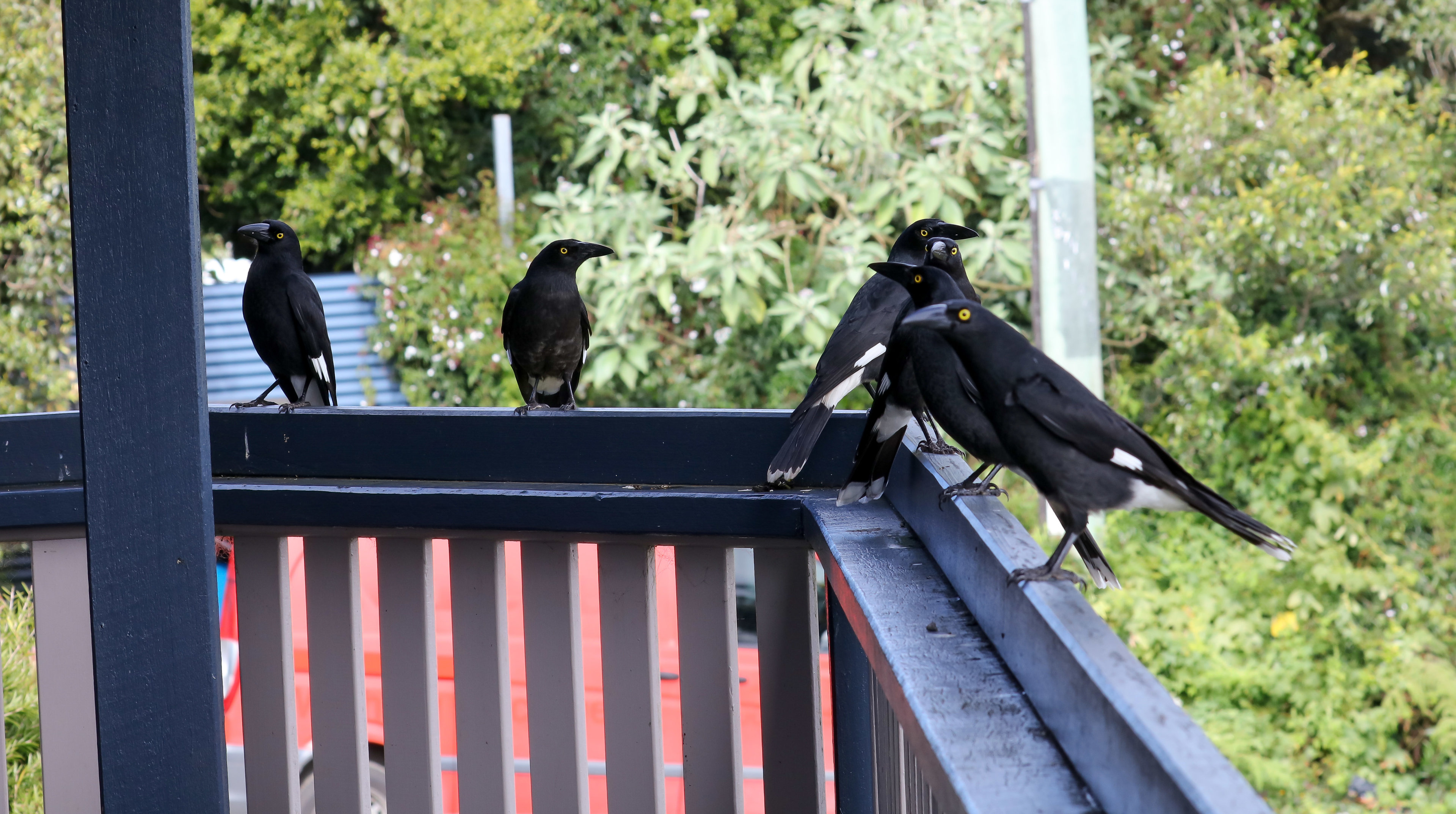 Pied Currawongs for lunch