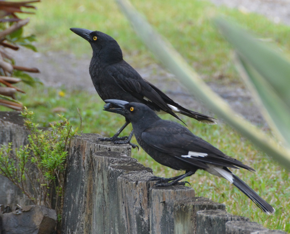 Pied currawongs