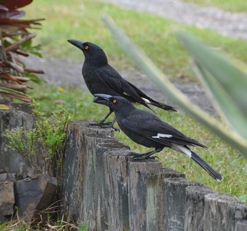 Pied currawongs