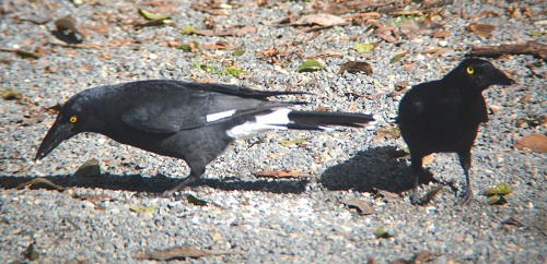 Pied currawongs
