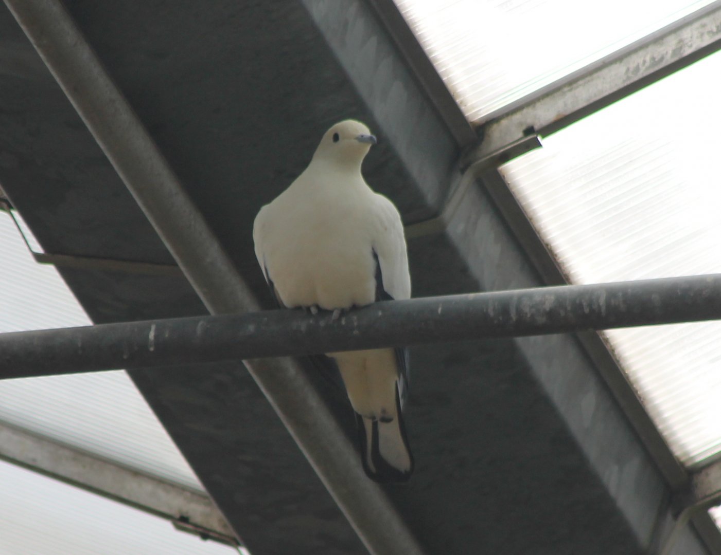Pied emperial pigeon