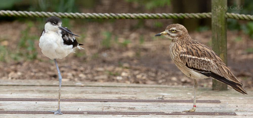 Pied / Eurasian avocet; Eurasian thick-knee / stone-curlew (European thick-knee / stone-curlew) : Cotswold WP : 14 Jun 2019
