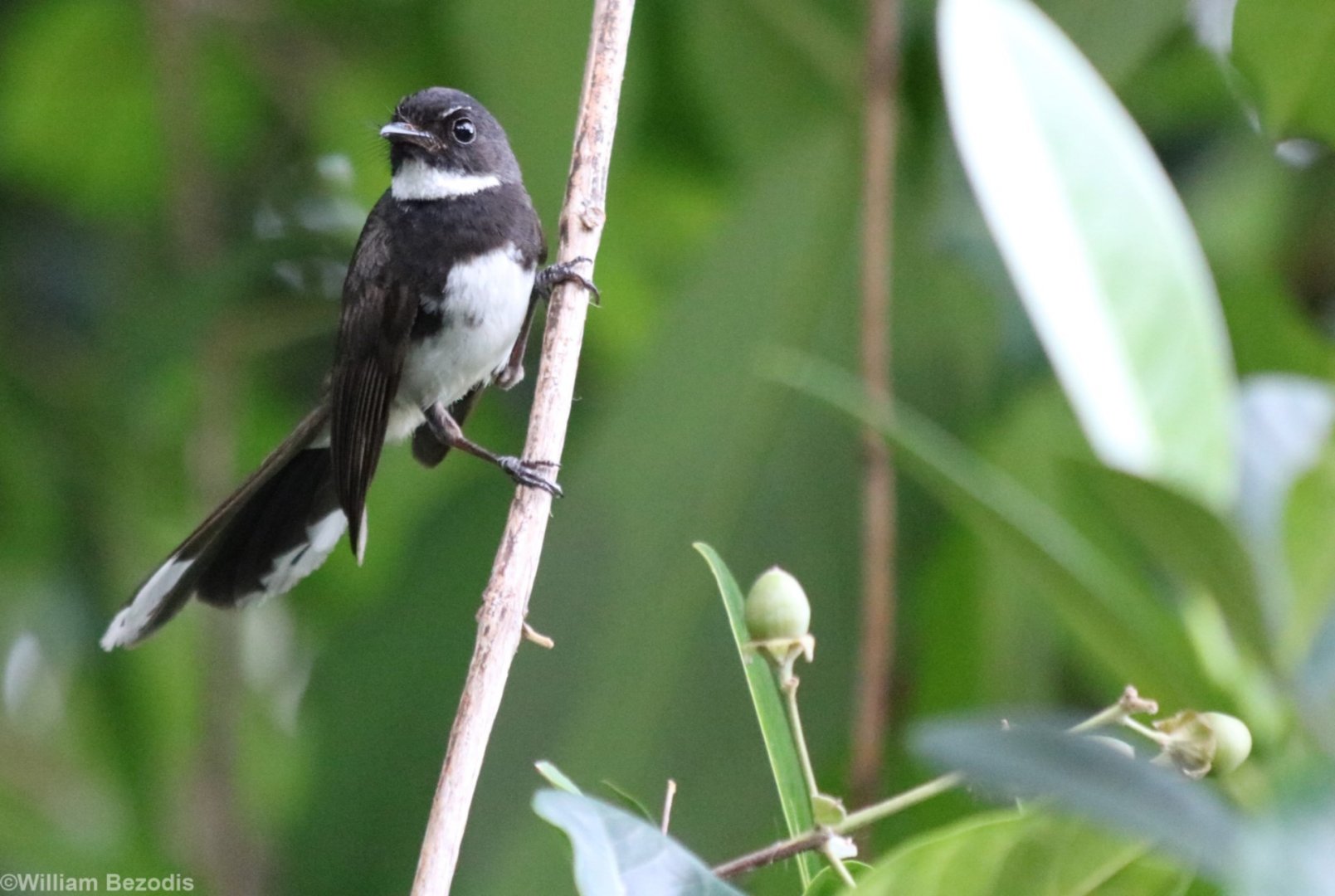 Pied Fantail - Bangkok Suburbs