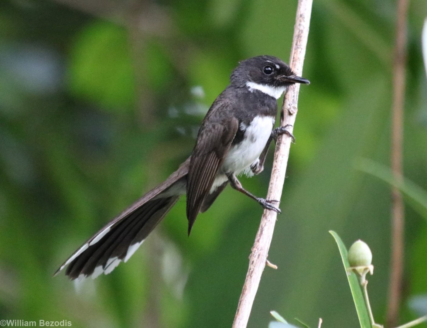 Pied Fantail - Bangkok Suburbs
