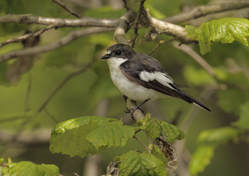 Pied flycatcher