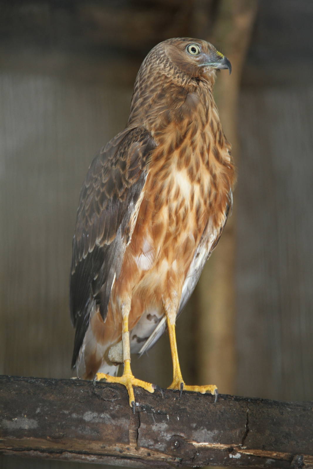 Pied Harrier (Circus melanoleucos)