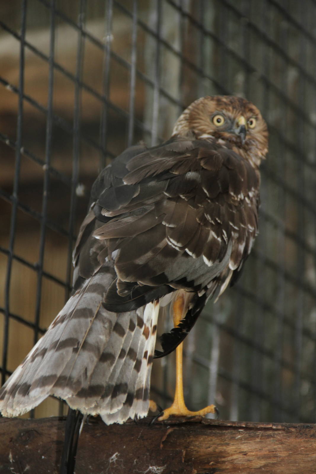 Pied Harrier (Circus melanoleucos)