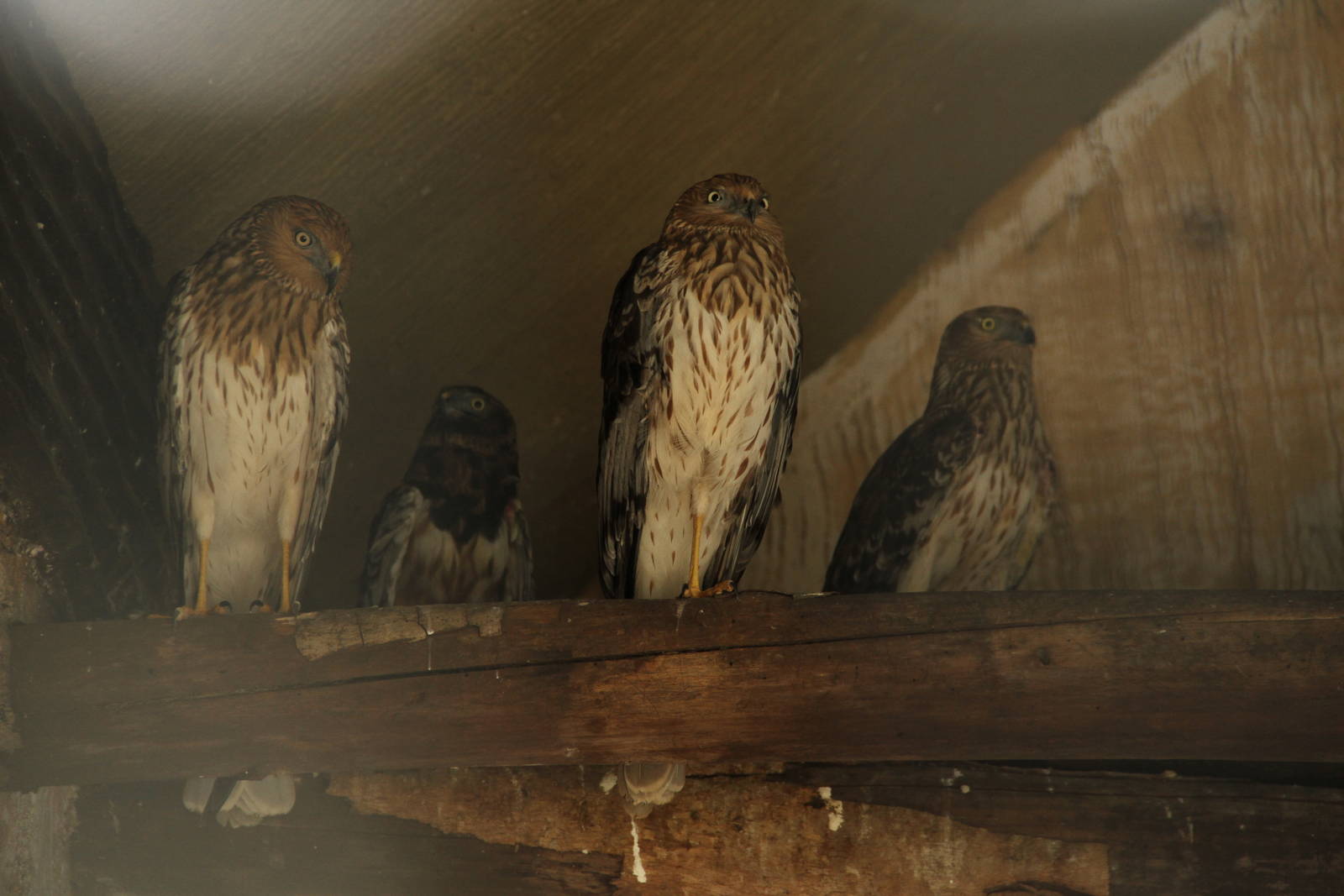 Pied Harrier (Circus melanoleucos)