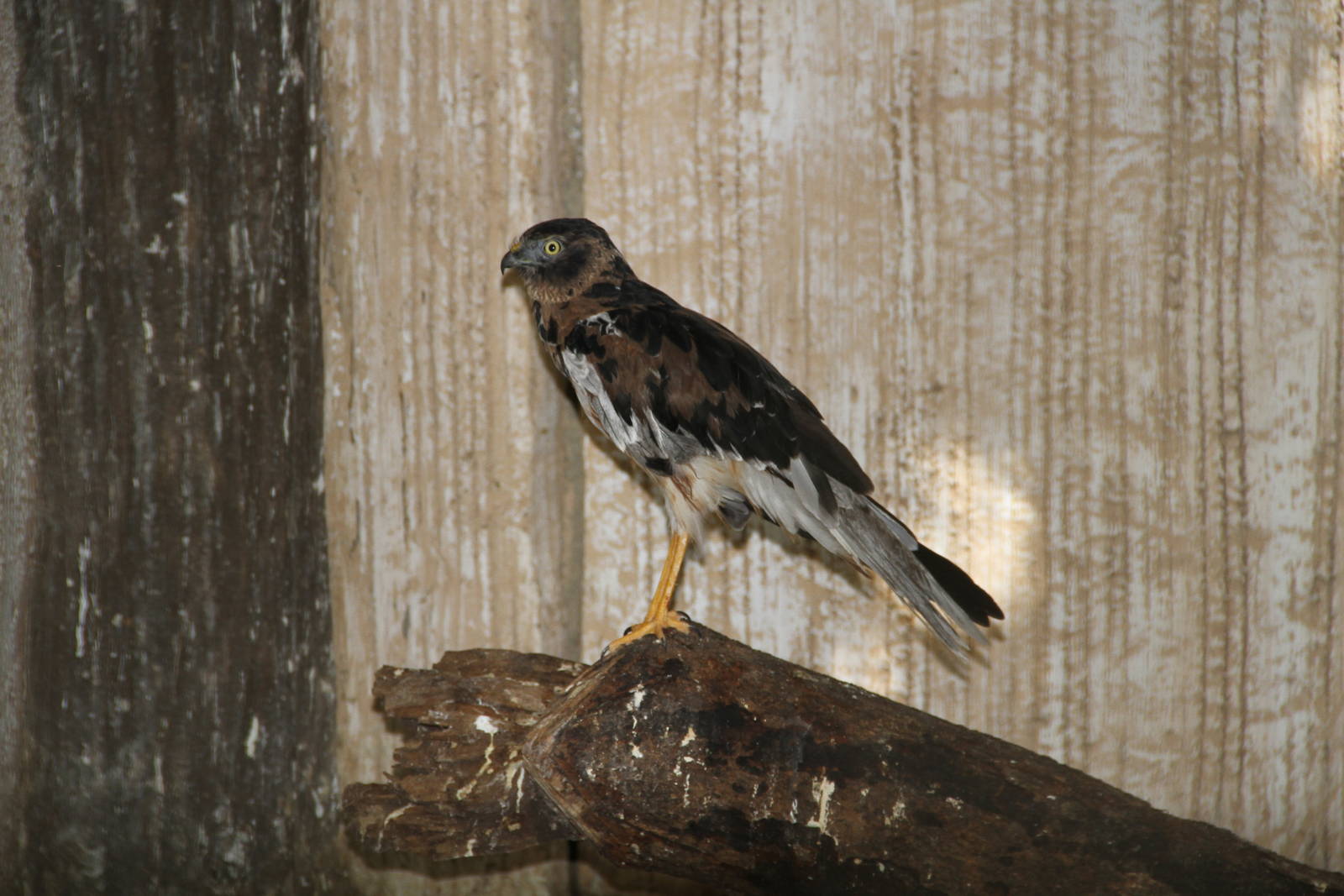 Pied Harrier (Circus melanoleucos)