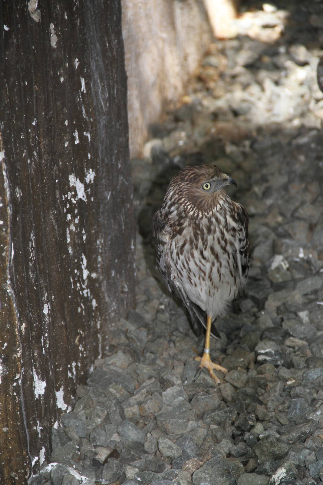 Pied Harrier (Circus melanoleucos)