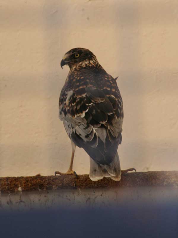 Pied Harrier (Circus melanoleucus), February 2009