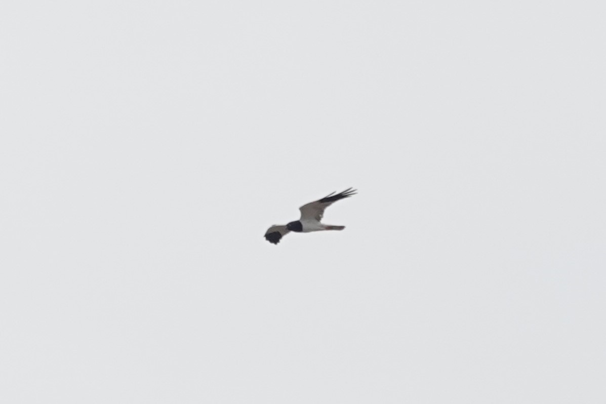 Pied Harrier from afar