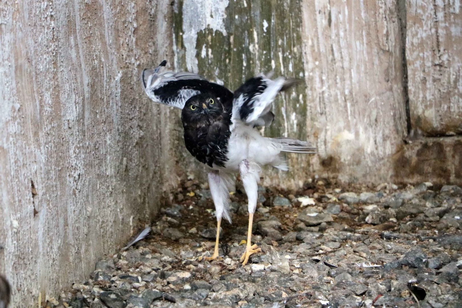 Pied harrier, July 2016