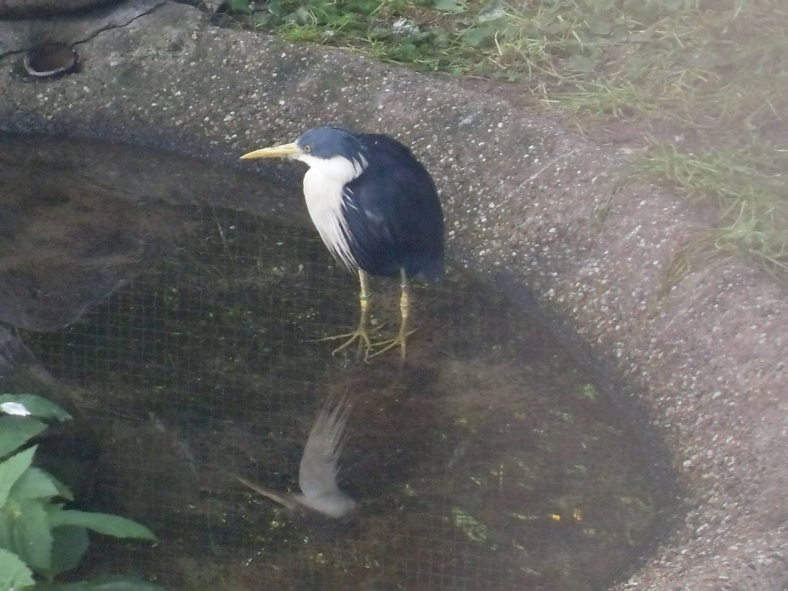 pied heron 030910