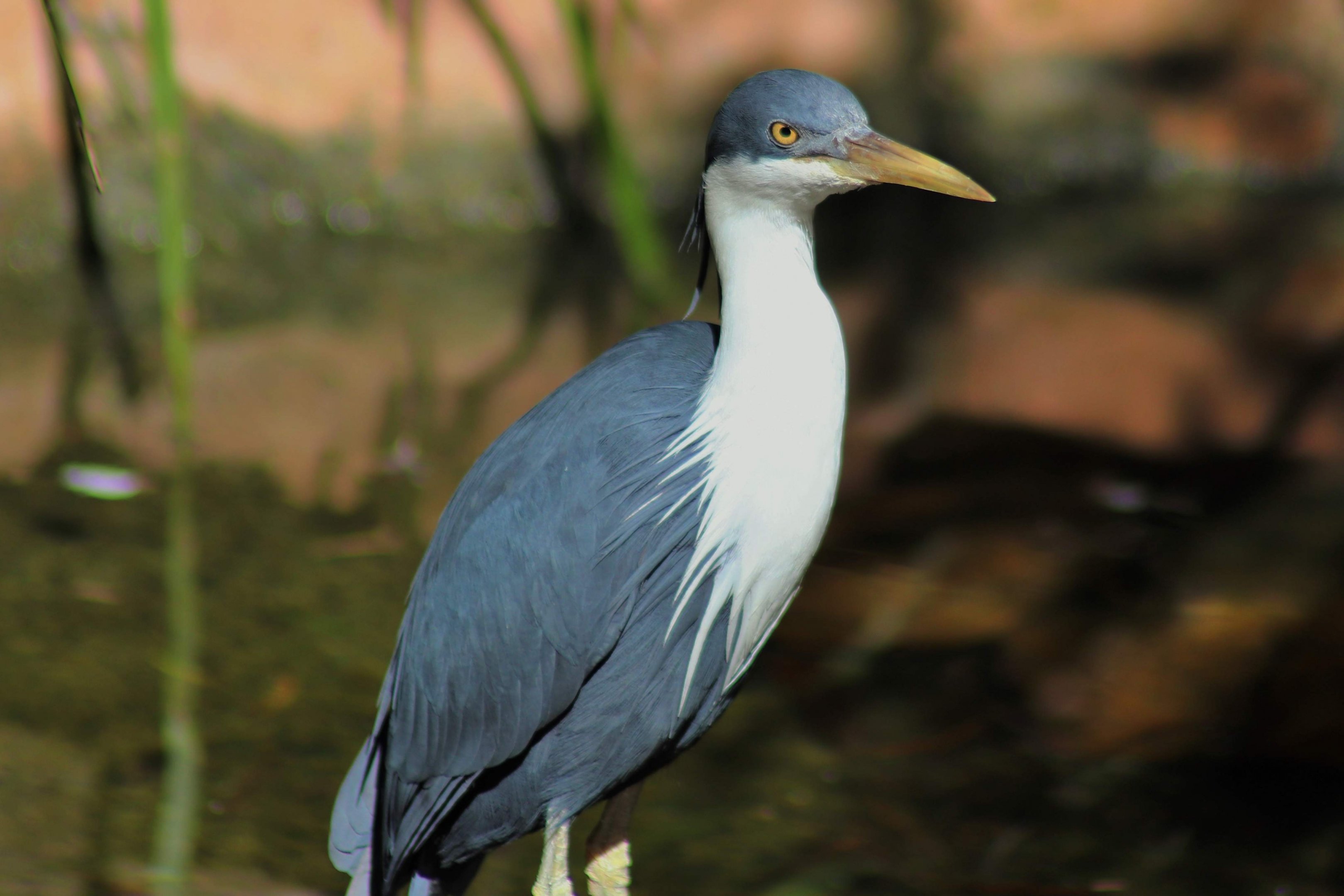 Pied Heron (Ardea picata)