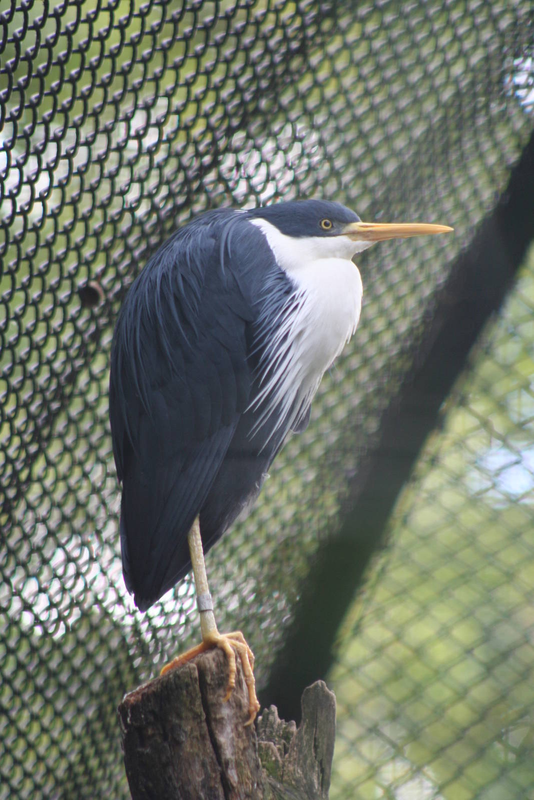 Pied Heron @ Berlin Zoo; 05.09.2007