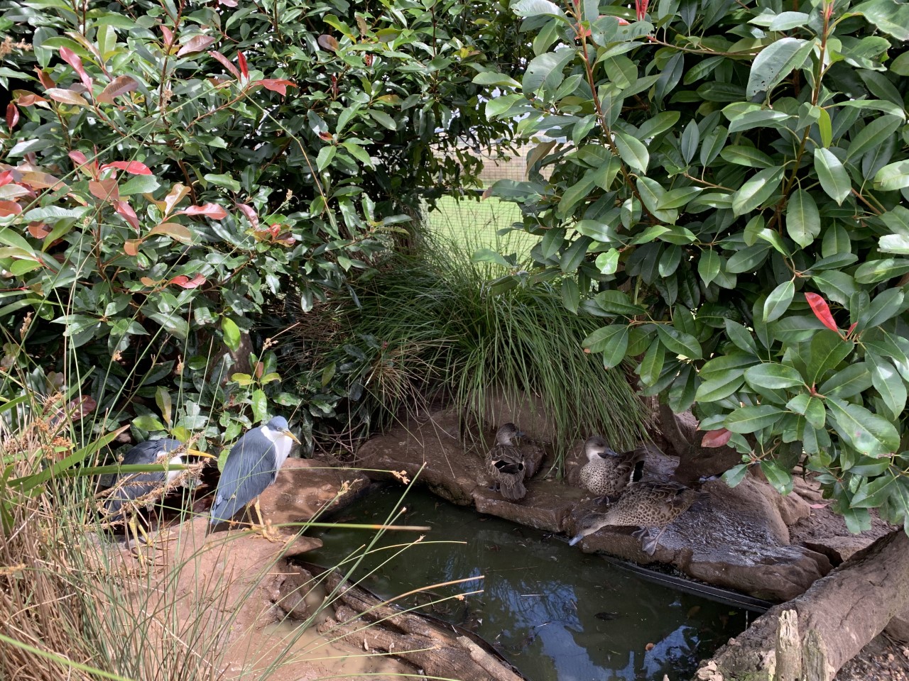 Pied Heron (Egretta picata) & Grey Teal (Anas gracilis)