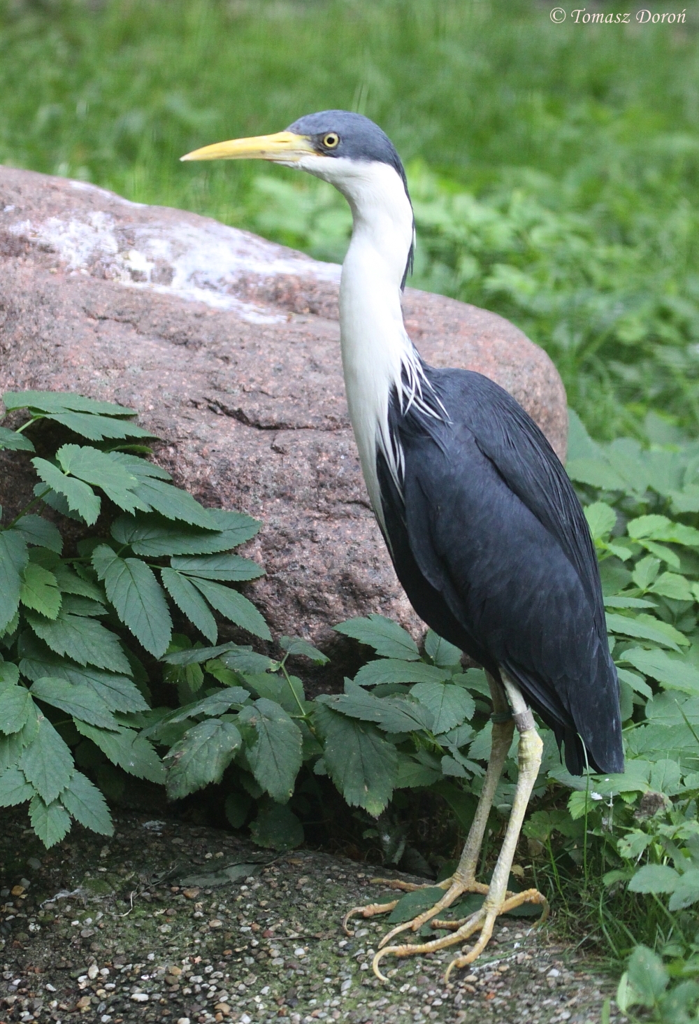 Pied Heron (Egretta picata) September 2009