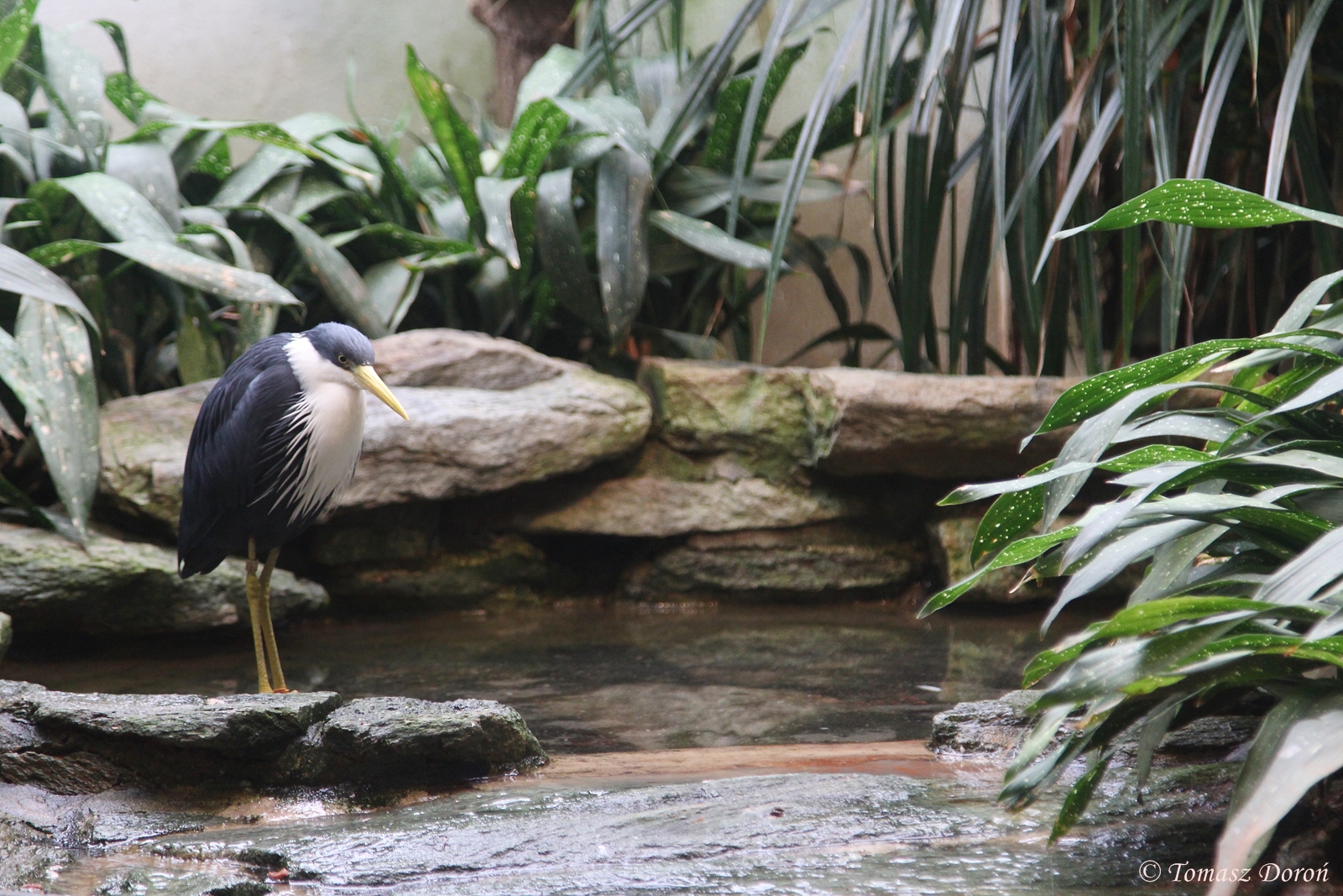 Pied Heron (Egretta picata)