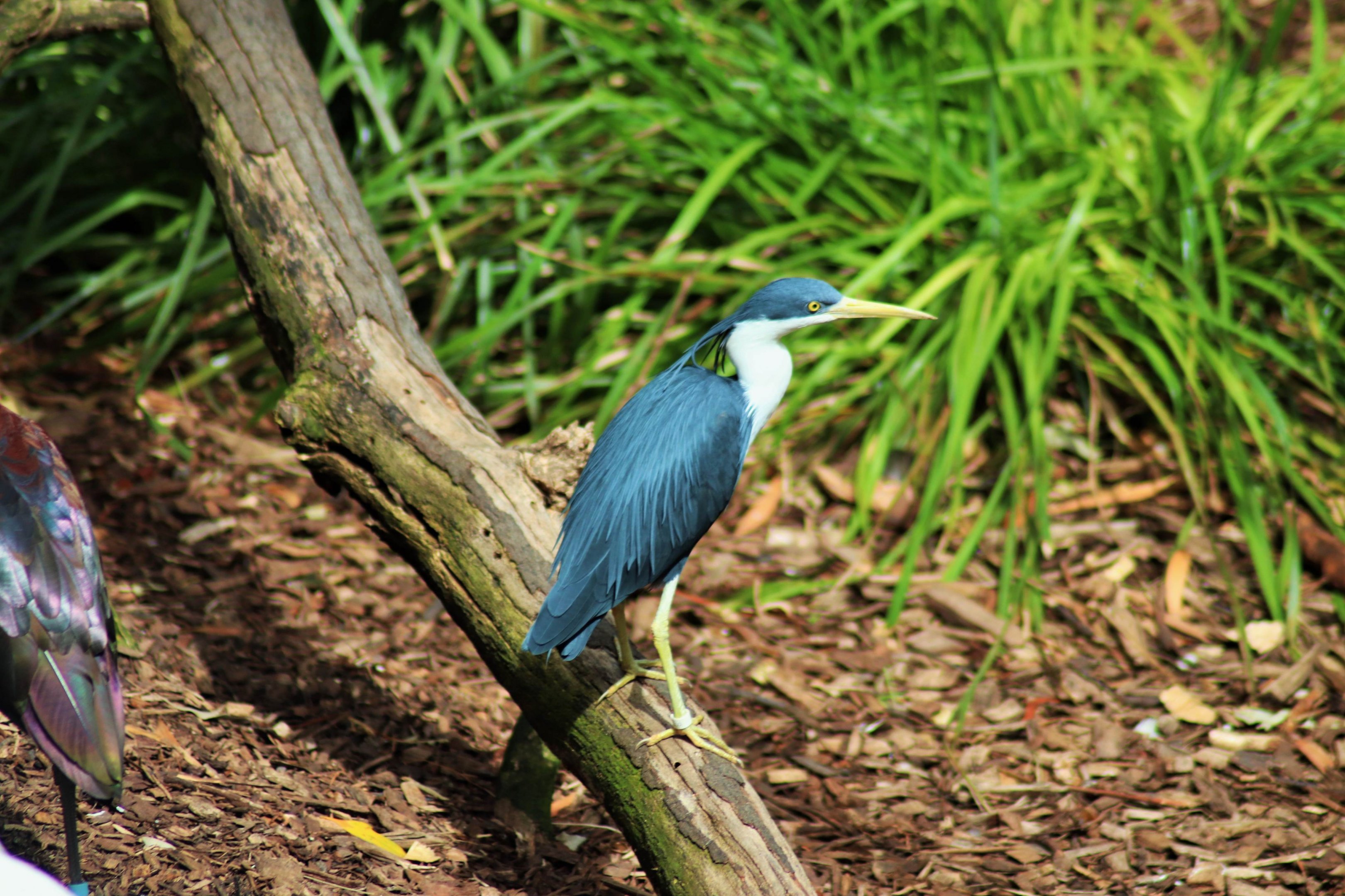 Pied Heron (Egretta picata),