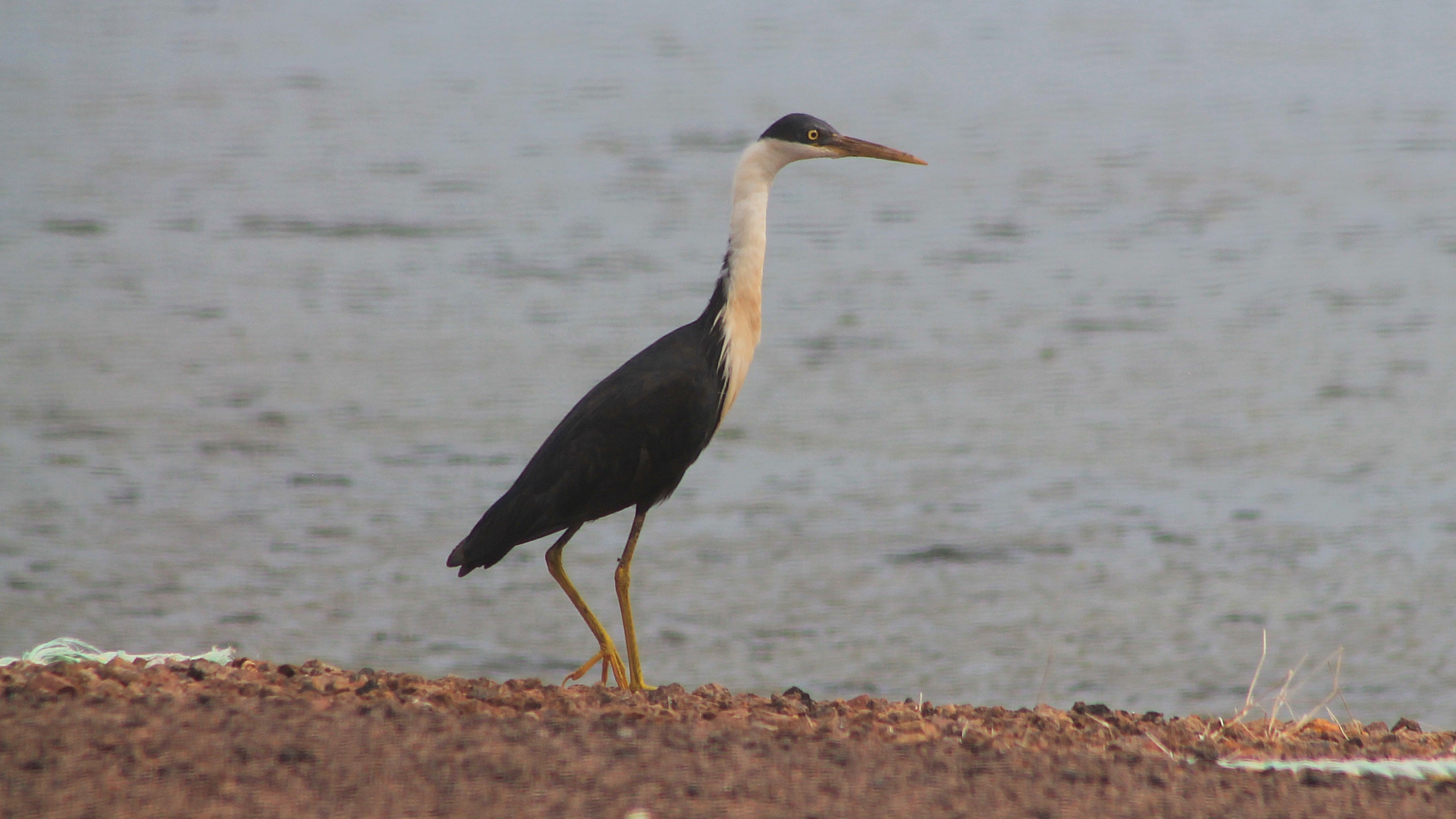 Pied Heron (Egretta picata)