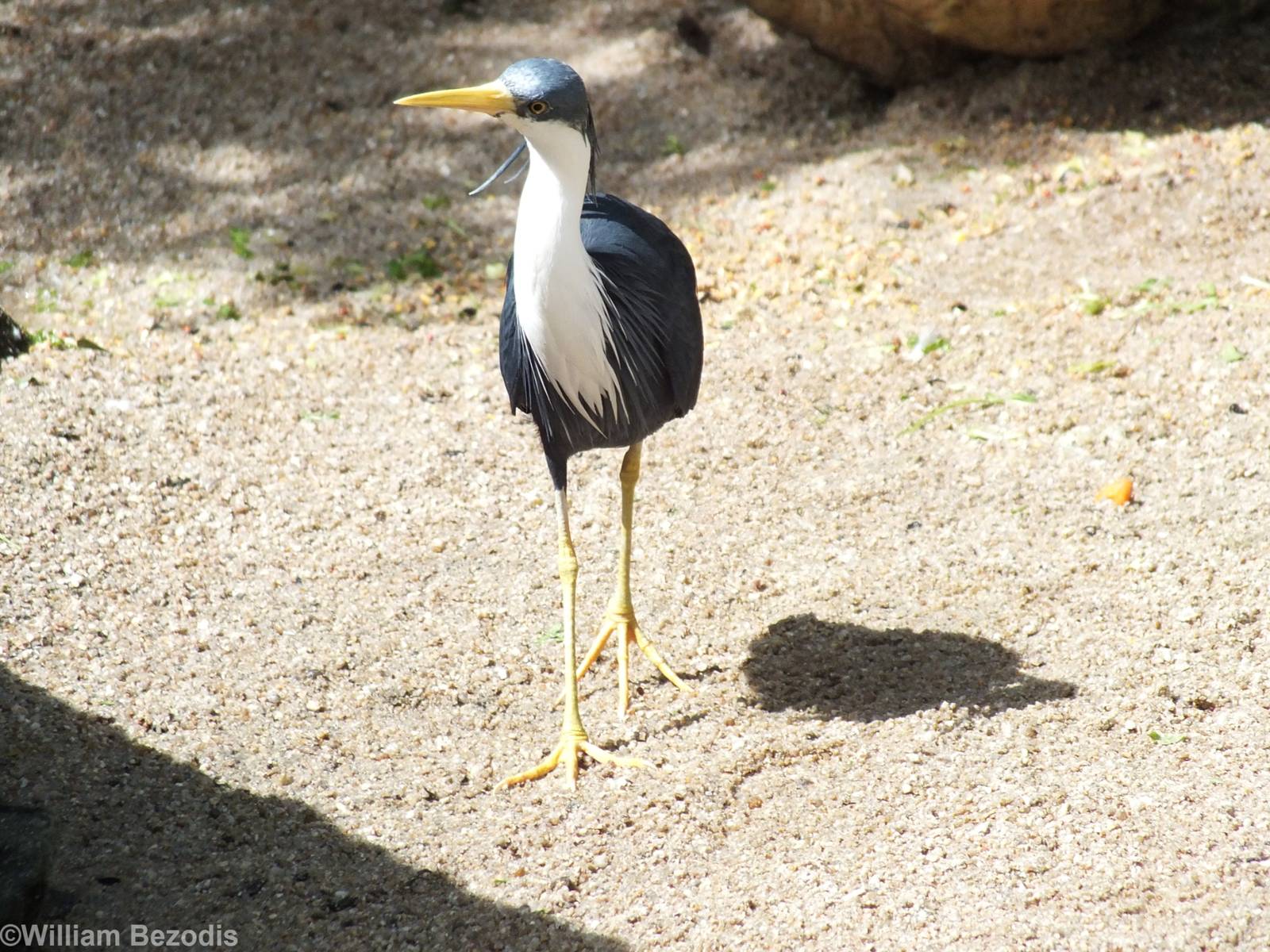 Pied Heron