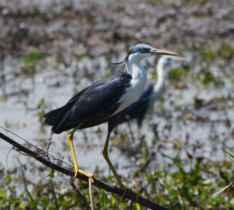 Pied heron