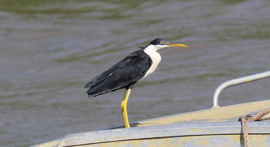 Pied Heron