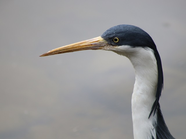 Pied Heron