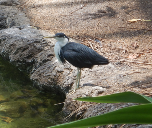 Pied Heron