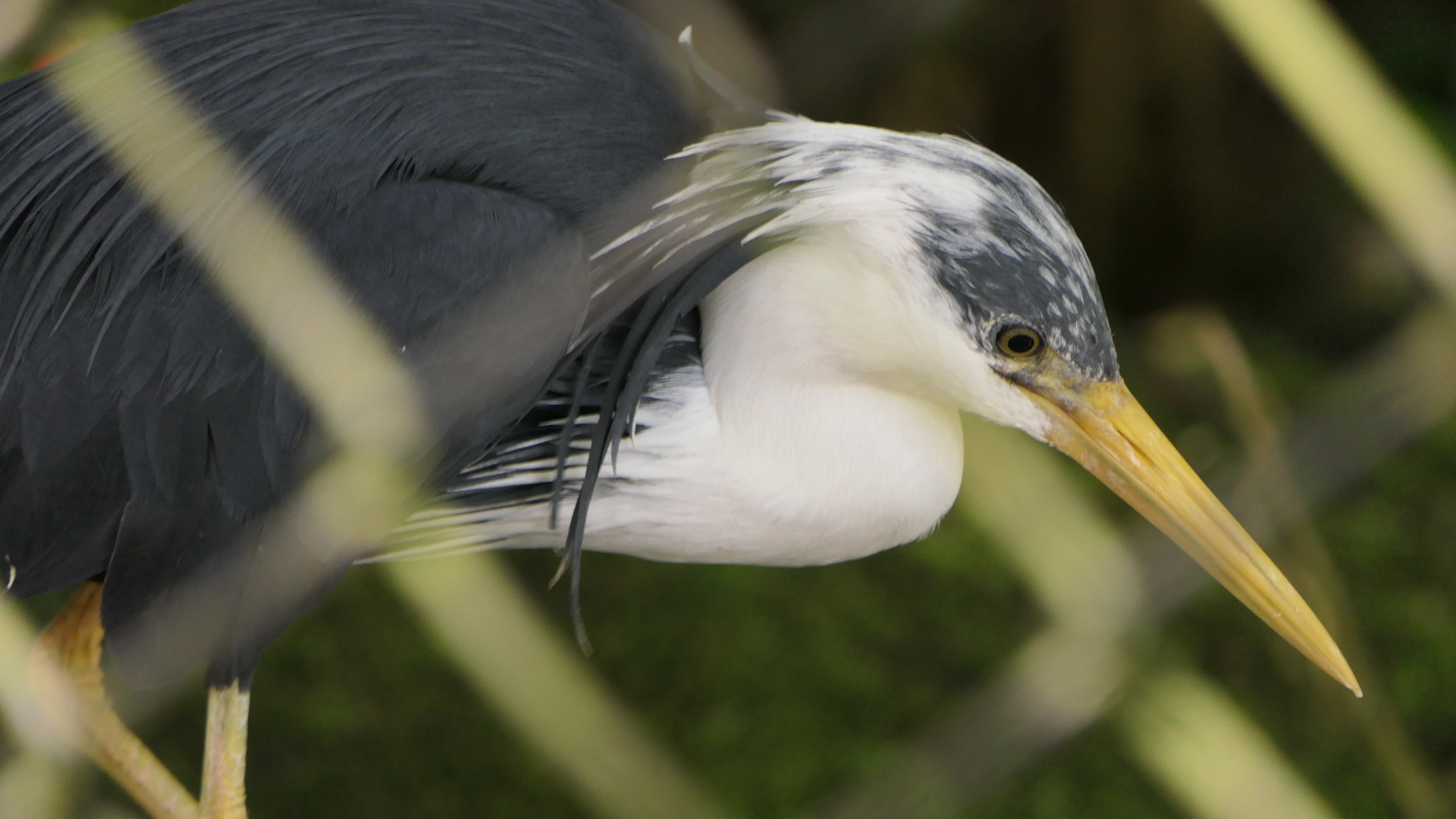 Pied Heron