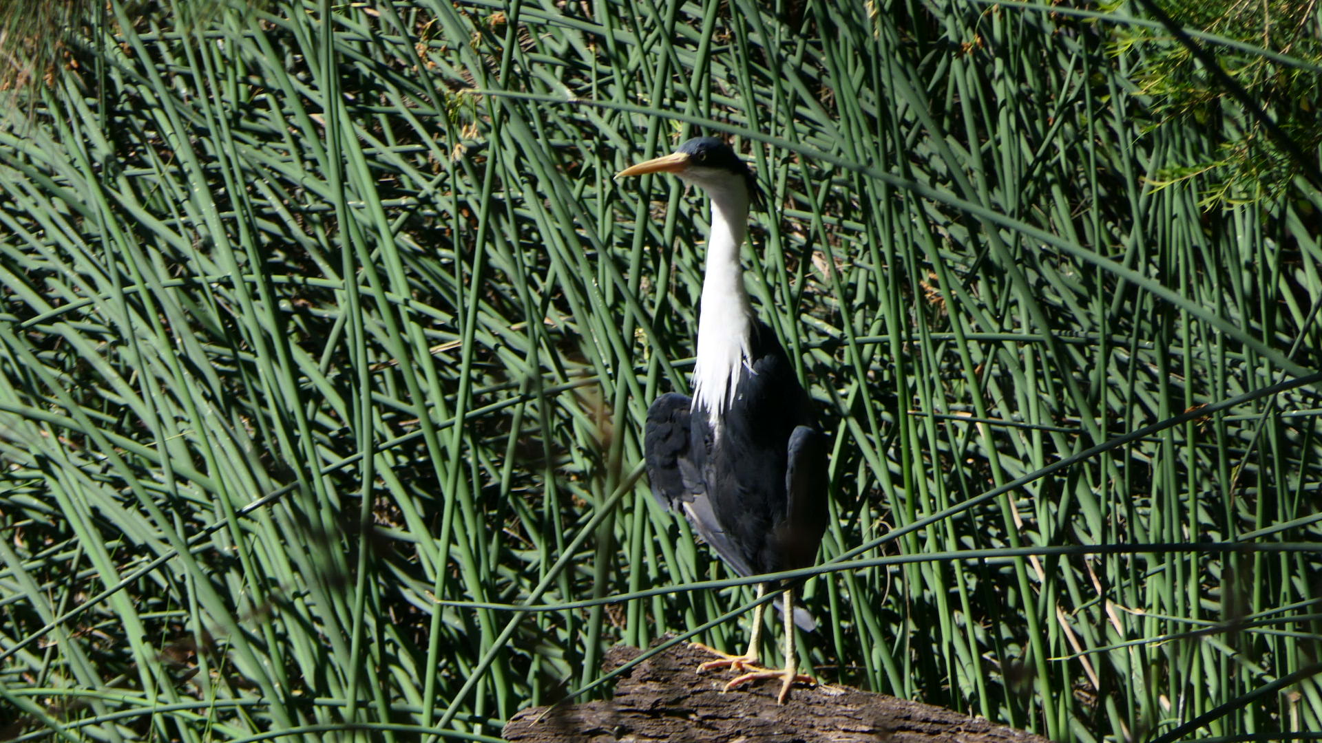 Pied Heron
