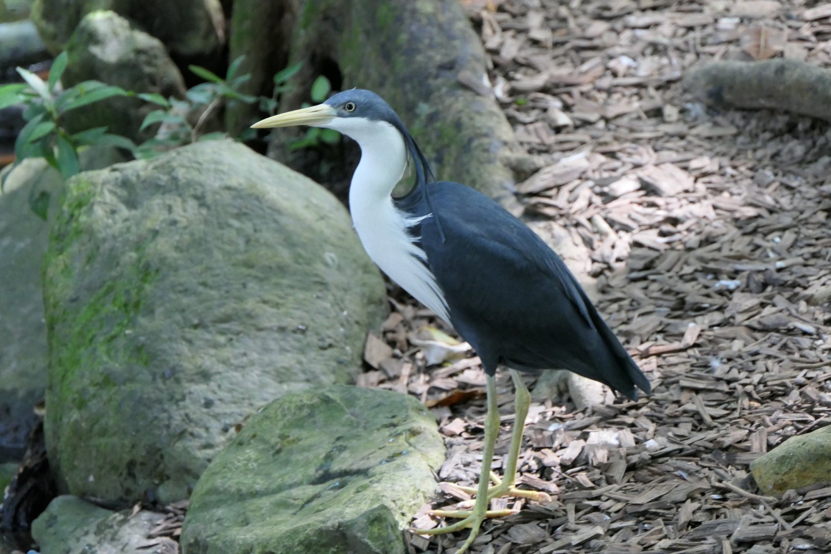 Pied Heron